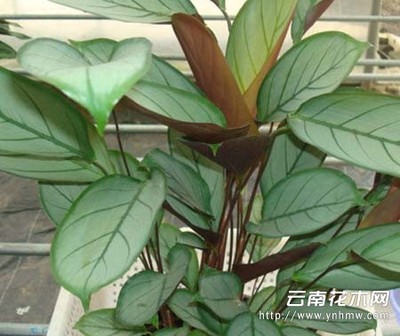 飞羽