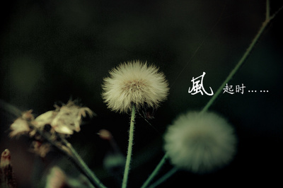 风起