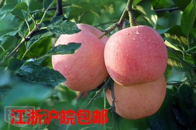 富士