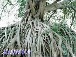 根深
