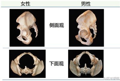 骨盆