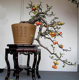 挂果