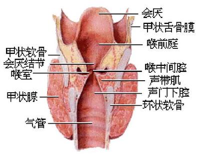 喉头