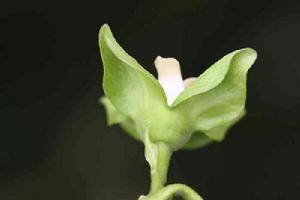 花萼