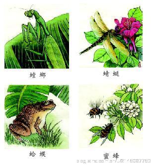 花露