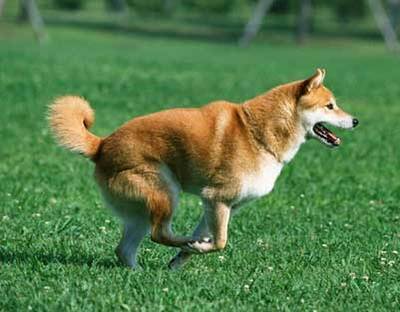 家犬