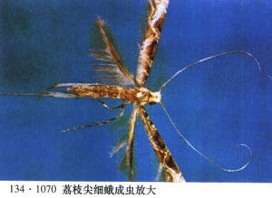 尖细
