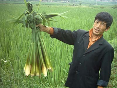 茭白