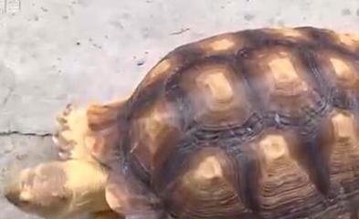 紧随