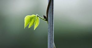 茎干