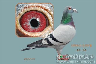 品系