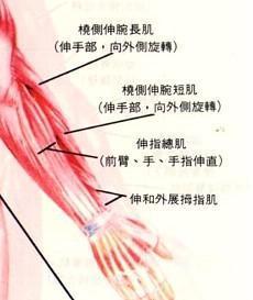 前臂