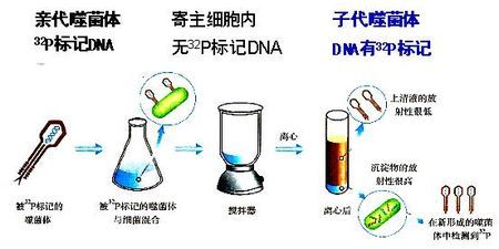 侵染