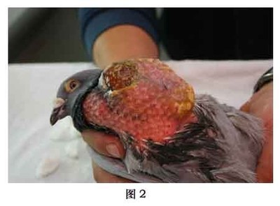 嗉囊