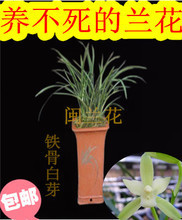 铁骨