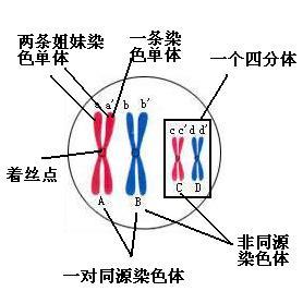 同源