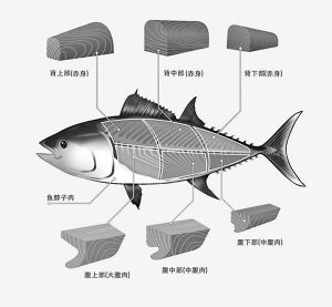 鲔鱼
