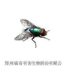 蚊蝇
