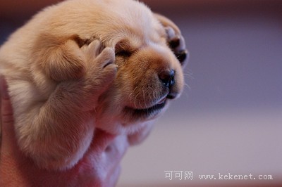 为力