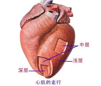 心肌