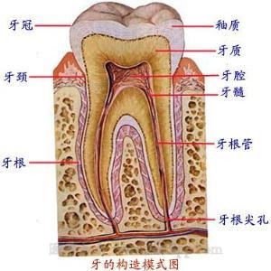 牙根