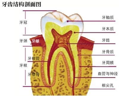 牙龈