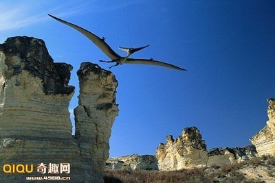 翼龙