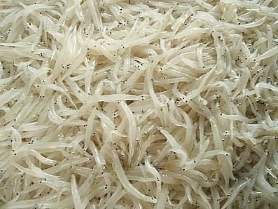 银鱼