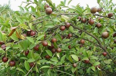 油茶