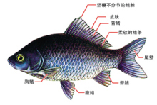 鱼鳍