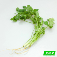 芫荽