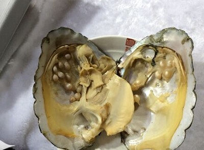珠蚌