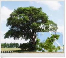 榆荚