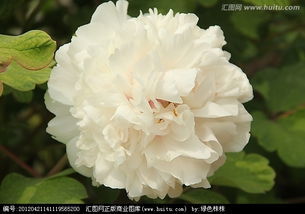 玉楼