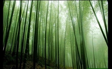 竹石