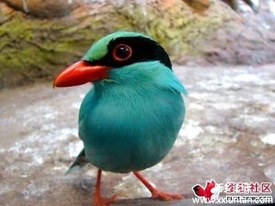 心魄
