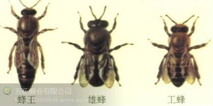 雄蜂