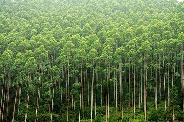蓄积