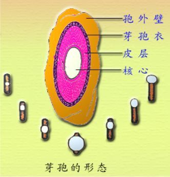 芽孢