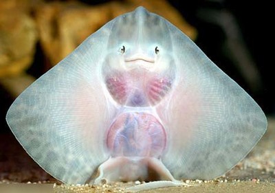 鳐鱼