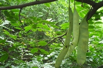 皂荚