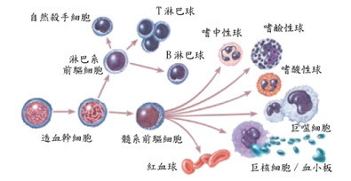 造血