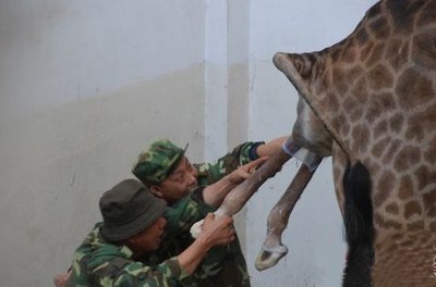 照说