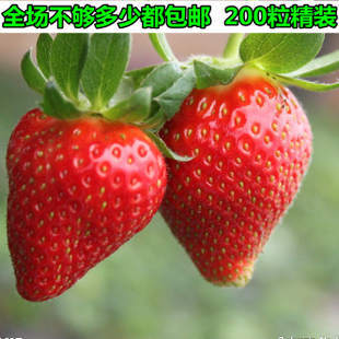种籽