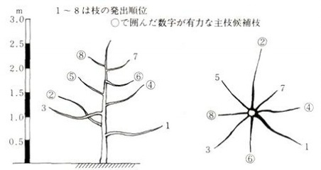 主枝