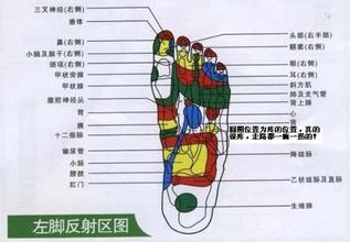 脚掌