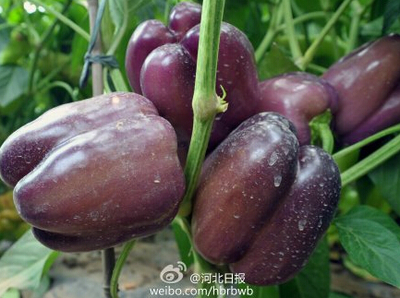 茎秆