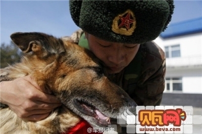 军犬