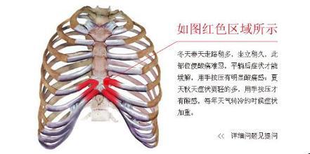 肋骨