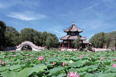 莲池